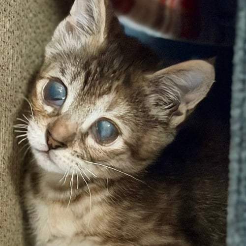 POPPY SEED MUFFIN - Domestic Short Hair for adoption in Carrollton