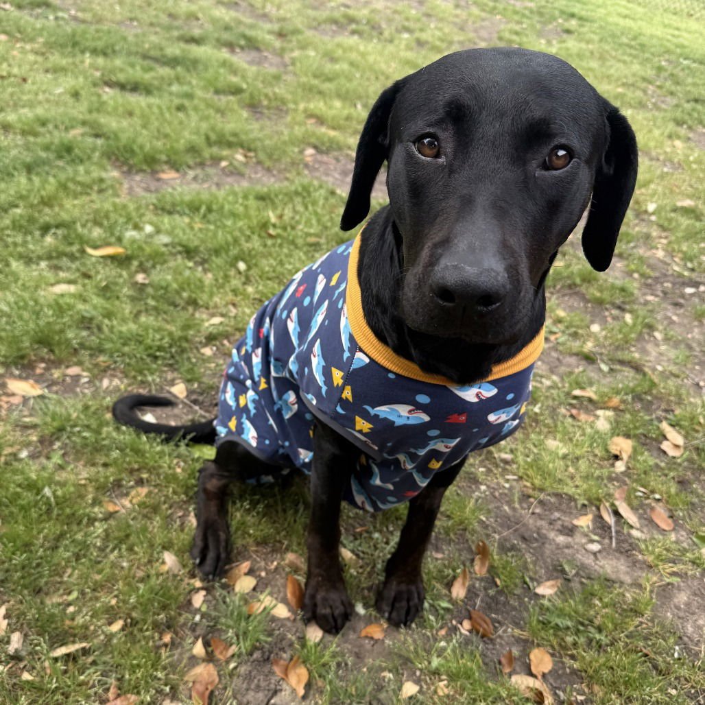 MOLLIE II (NEW DIGS) - Labrador Retriever available for adoption