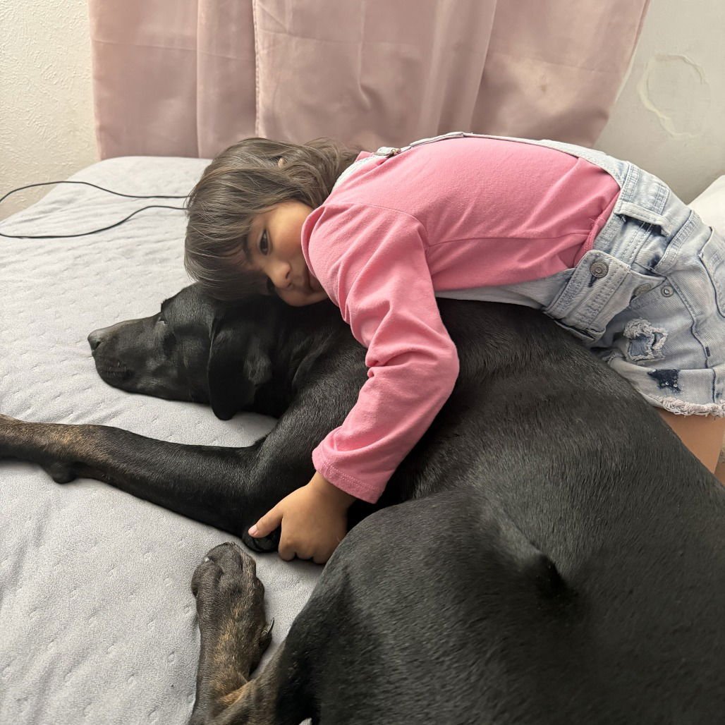 MOLLIE II (NEW DIGS) - Labrador Retriever available for adoption