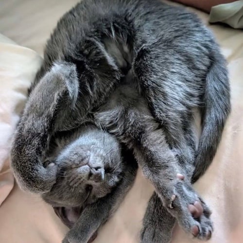 VAPOREON - Domestic Short Hair available for adoption