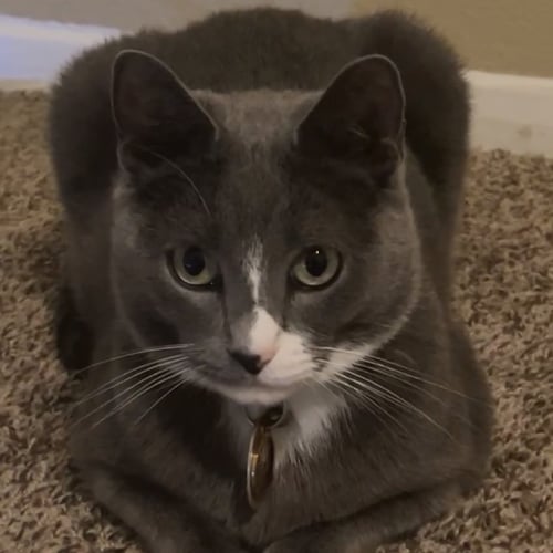 TRAY - Domestic Short Hair for adoption in Carrollton