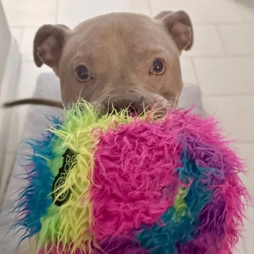 ATLAS - Pit Bull Terrier for adoption in Richardson