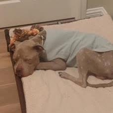 ATLAS - Pit Bull Terrier available for adoption