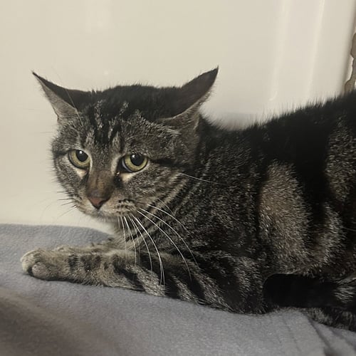 ODESSA - Domestic Short Hair for adoption in Carrollton
