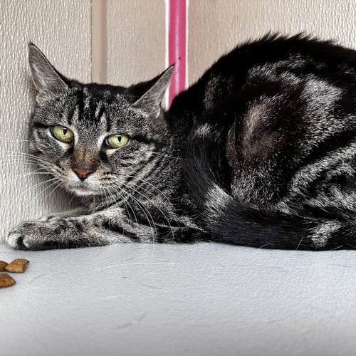 ODESSA - Domestic Short Hair available for adoption