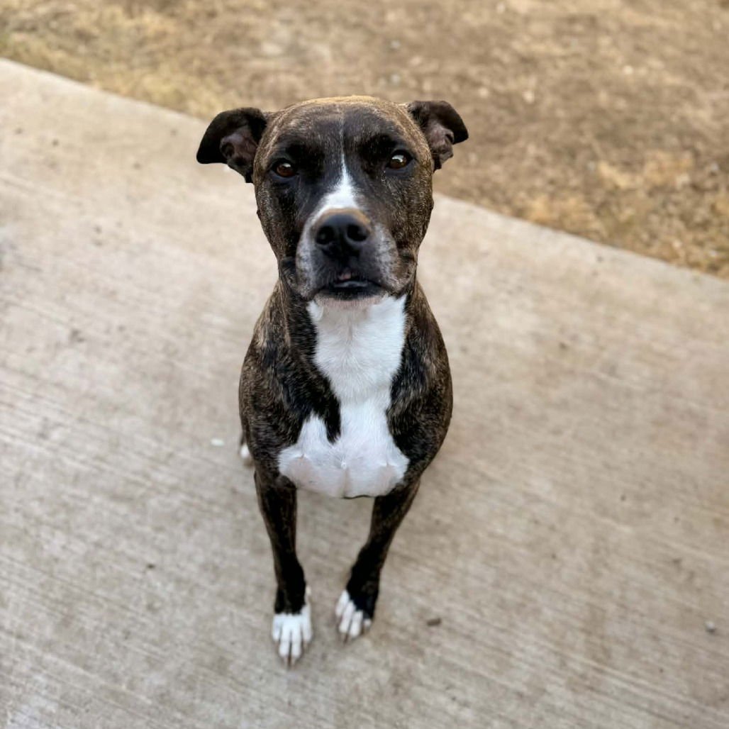 KODIAK (NEW DIGS) - Pit Bull Terrier available for adoption