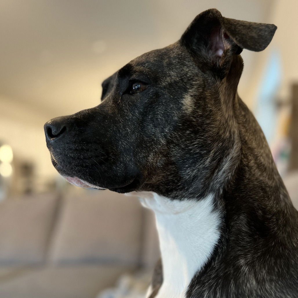 Kodiak (New Digs) - Photo 4