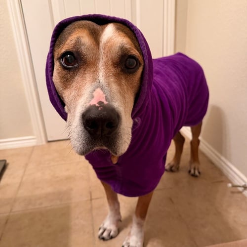 EVANDER - Labrador Retriever for adoption in Richardson