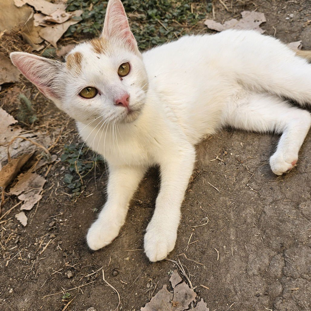 LECHITA (NEW DIGS) - Domestic Short Hair available for adoption