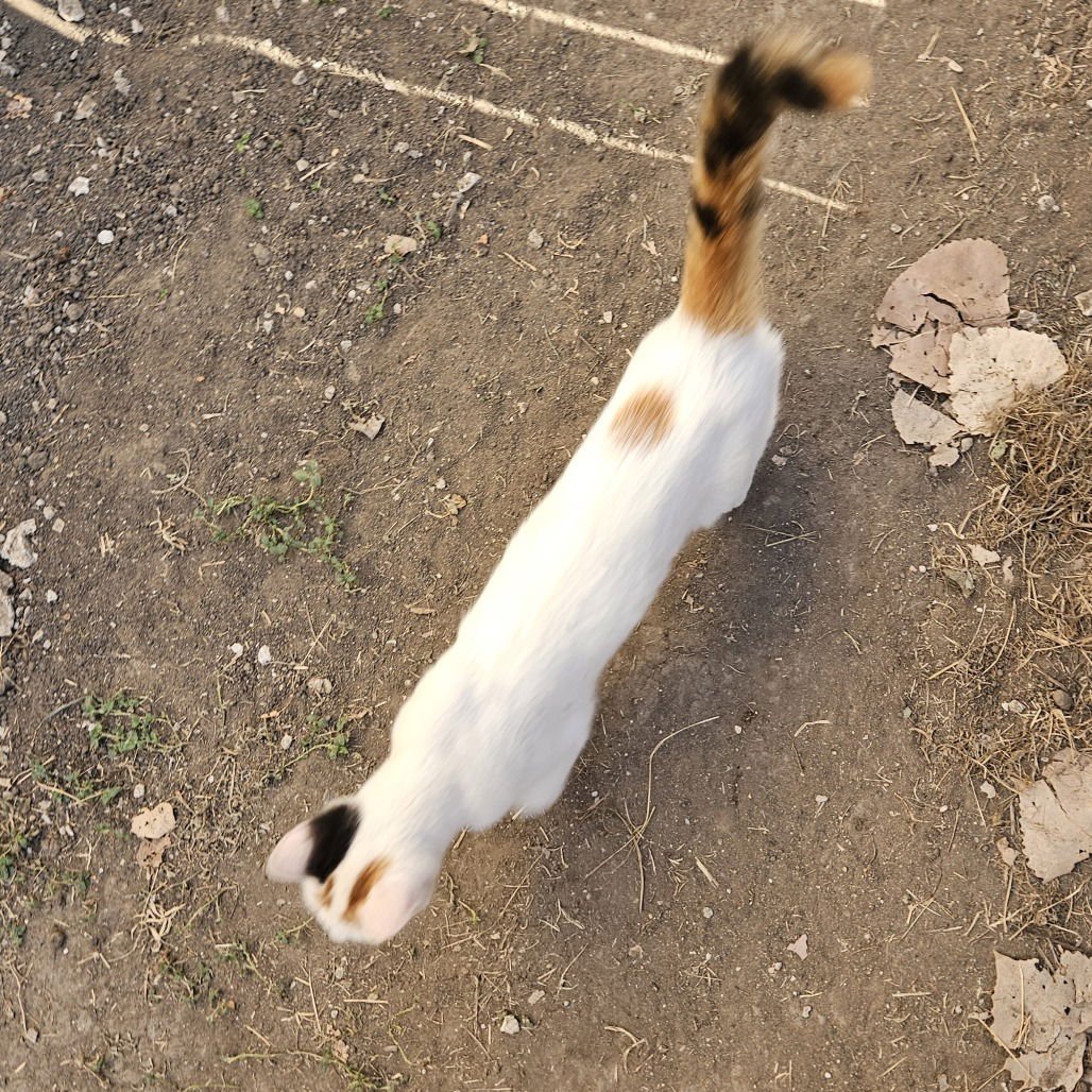 LECHITA (NEW DIGS) - Domestic Short Hair available for adoption