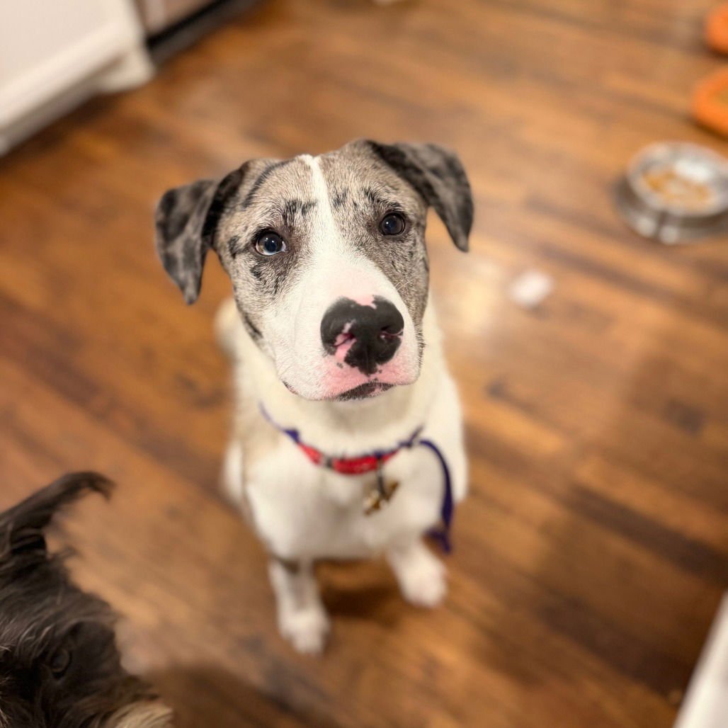 FRANK - Catahoula Leopard Dog available for adoption
