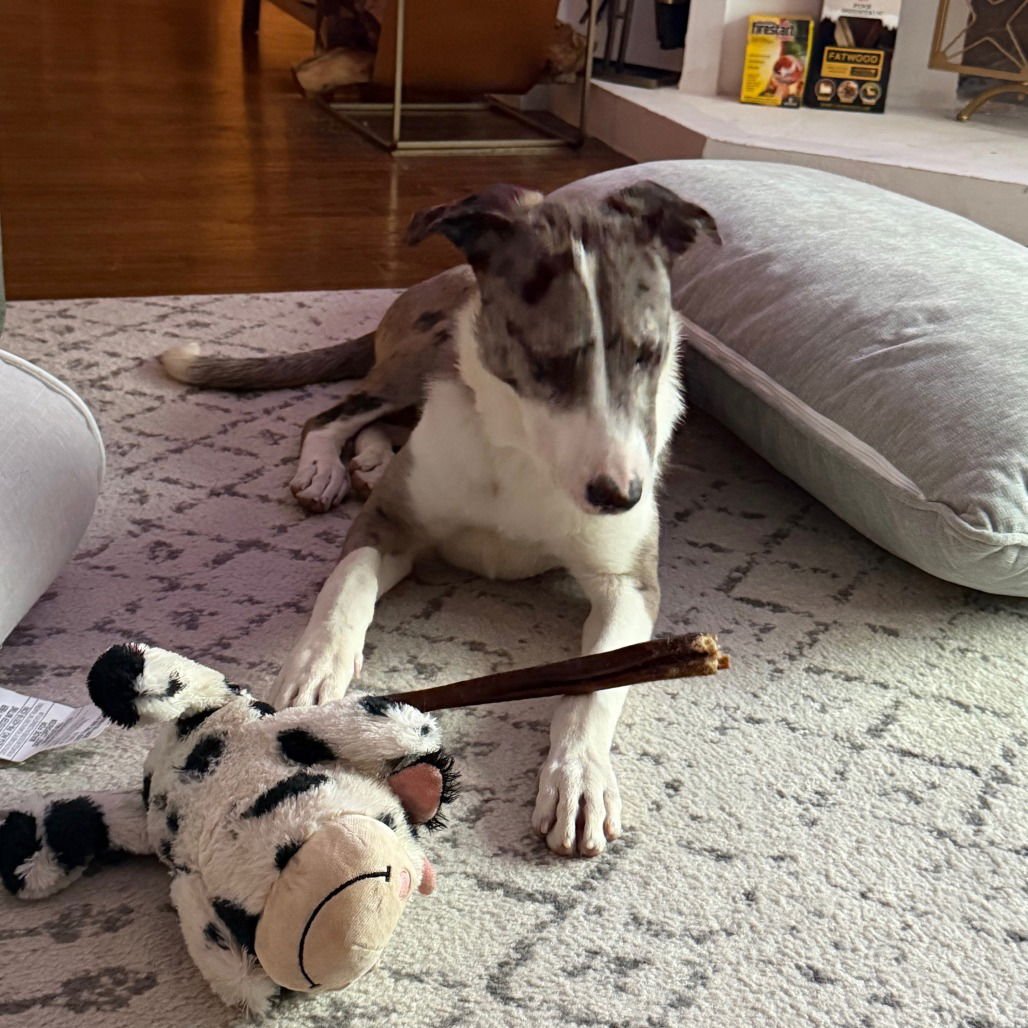 FRANK - Catahoula Leopard Dog available for adoption