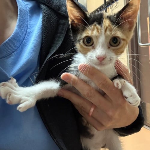BANELLOPE - Domestic Short Hair available for adoption