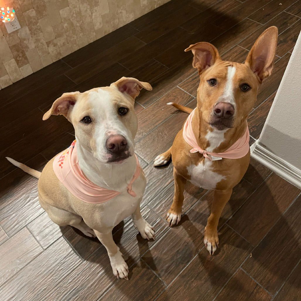 WILLOW III (NEW DIGS) - Jack Russell Terrier available for adoption