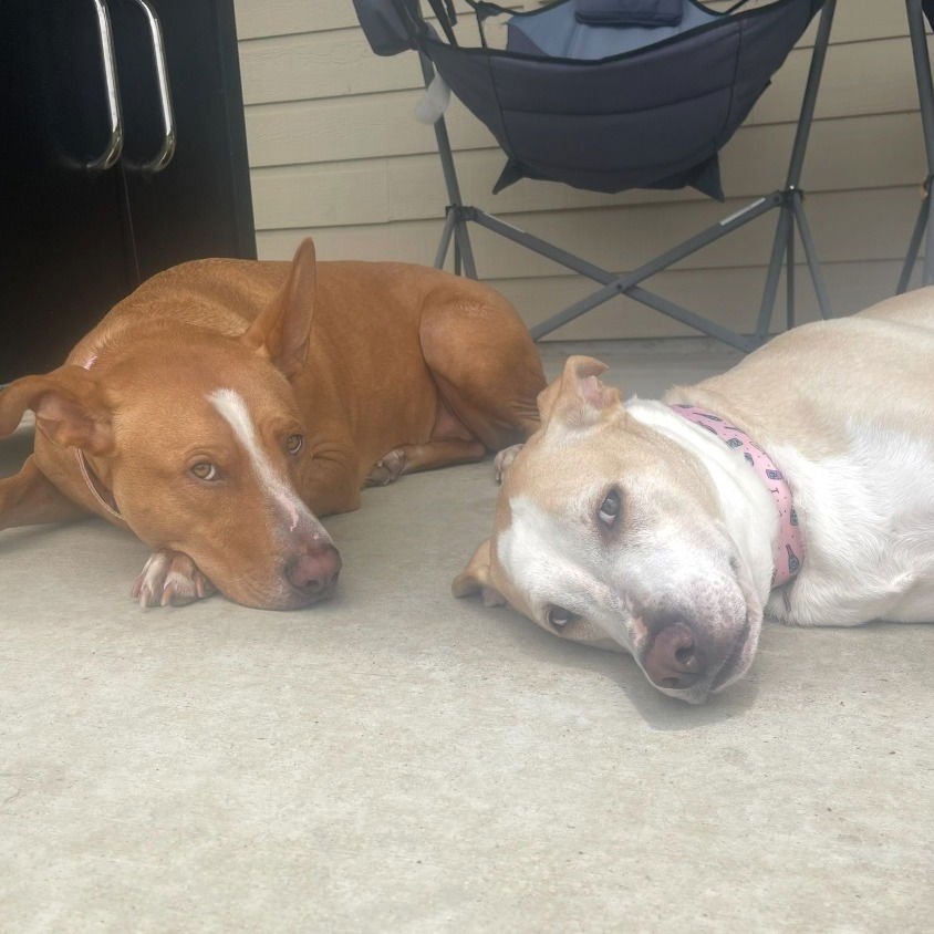 WILLOW III (NEW DIGS) - Jack Russell Terrier available for adoption