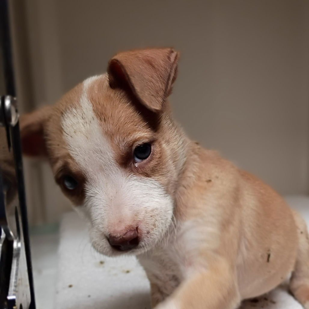 MANDU - Terrier available for adoption