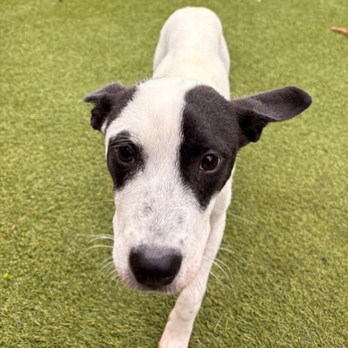MOO - Terrier available for adoption