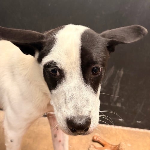 MOO - Terrier available for adoption