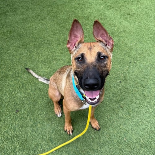 CHOLULA - Black Mouth Cur available for adoption