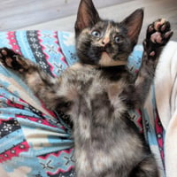 Okra - Photo 1