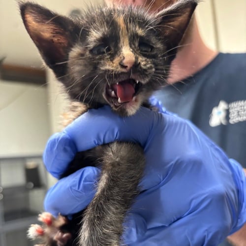 OKRA - Domestic Short Hair available for adoption