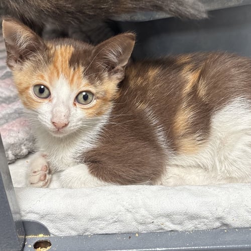 MONCHI - Domestic Short Hair available for adoption