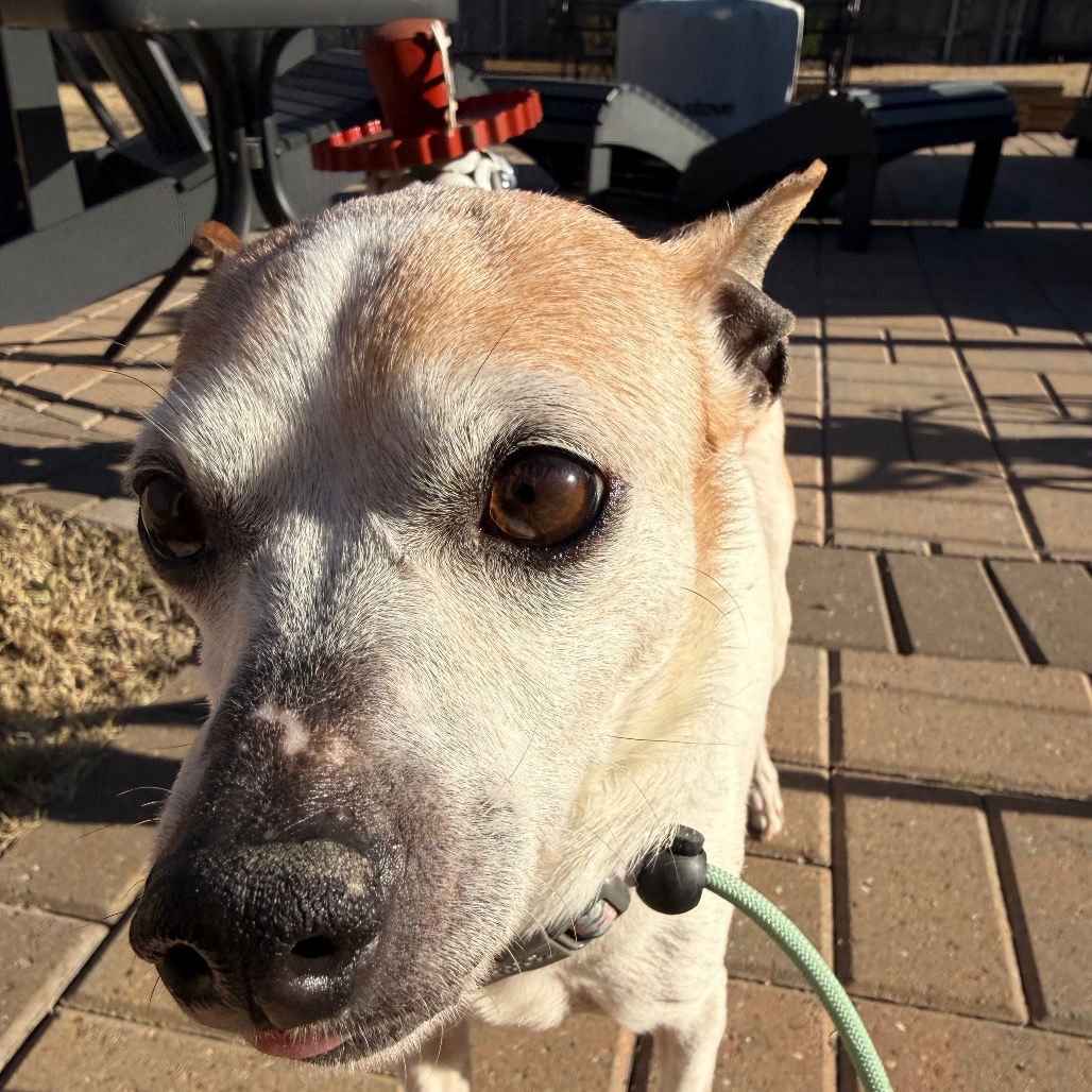 AMORA - Chihuahua available for adoption