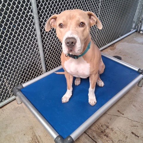 OTIS - American Staffordshire Terrier available for adoption