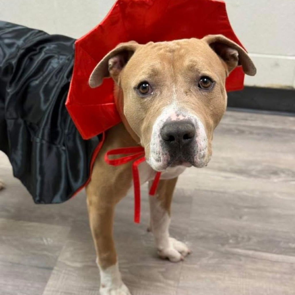 OTIS - American Staffordshire Terrier available for adoption