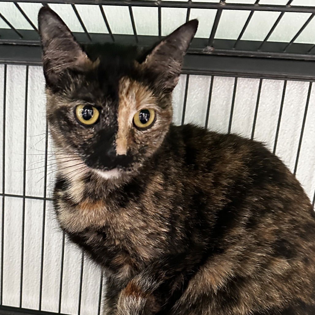 KATANA - Domestic Short Hair available for adoption