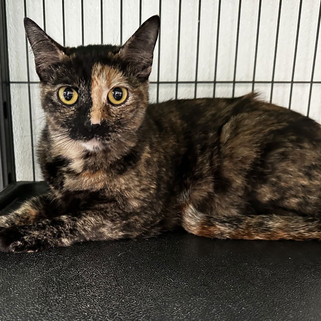 KATANA - Domestic Short Hair available for adoption