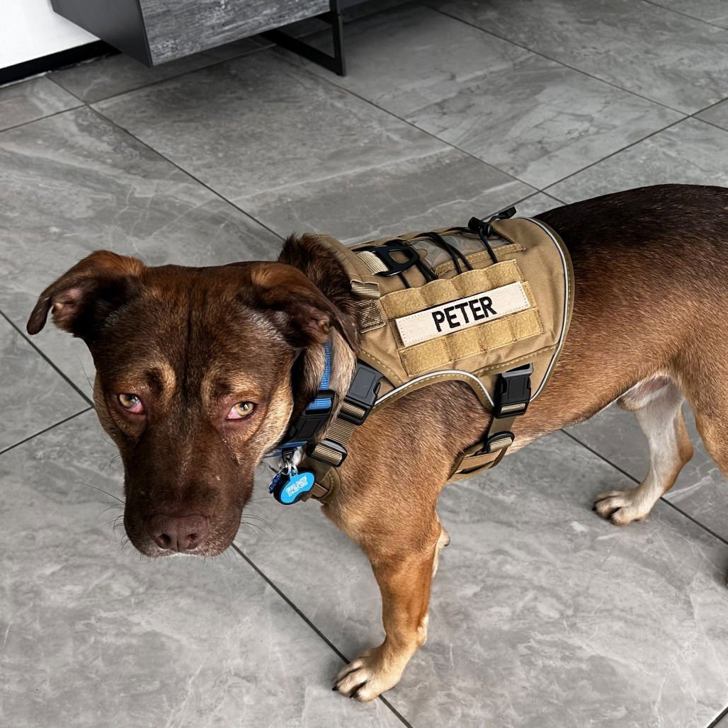 Peter (New Digs) - Photo 3