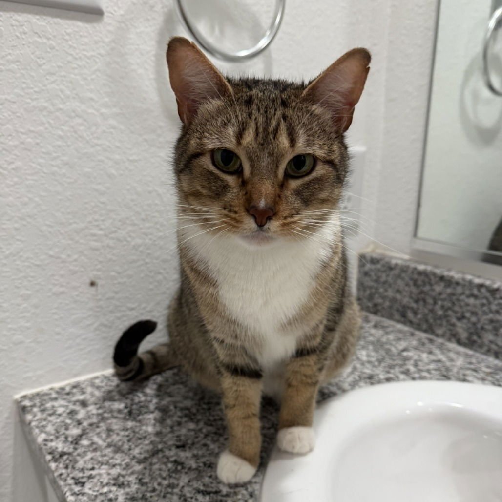 MITTENS II (NEW DIGS) - Domestic Short Hair available for adoption