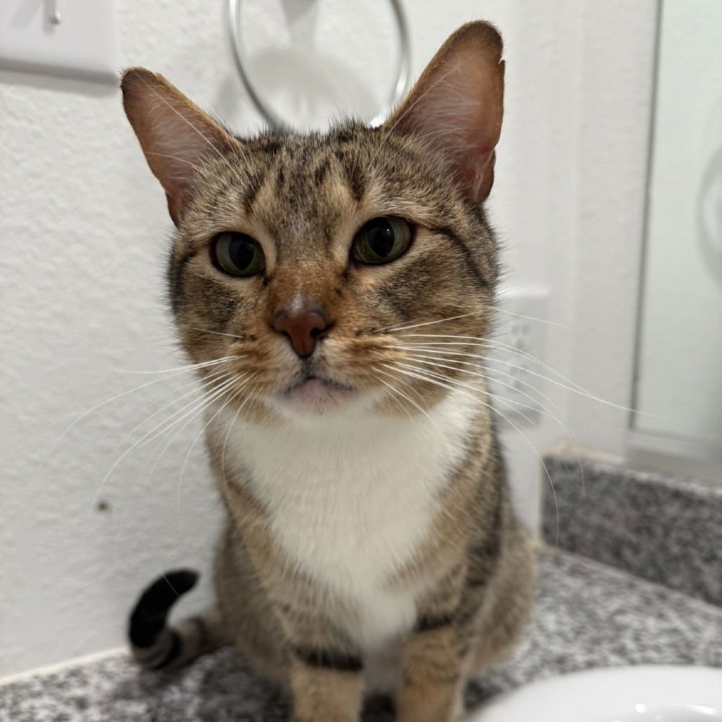 Mittens II (New Digs) - Photo 4