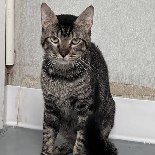PERIDOT - Domestic Short Hair available for adoption