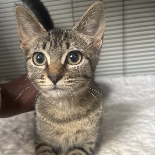 DEMO - Domestic Short Hair available for adoption