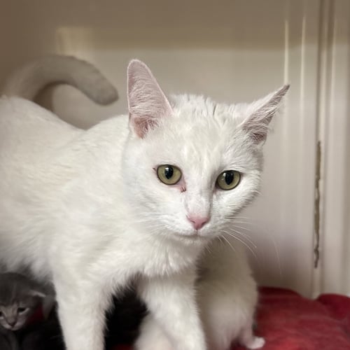 AMMARIE - Domestic Short Hair available for adoption