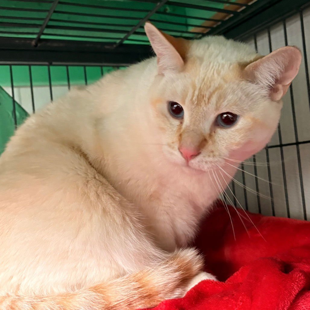 FINN - Siamese available for adoption