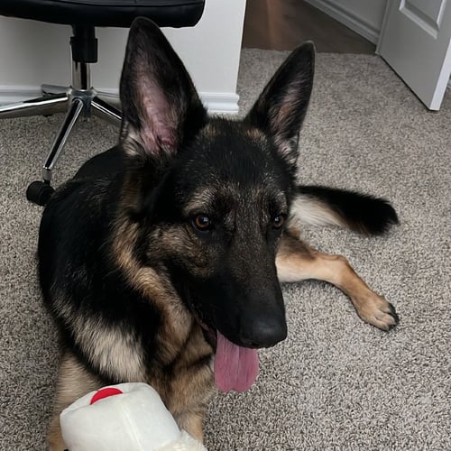 NYLA III (NEW DIGS) - German Shepherd Dog available for adoption