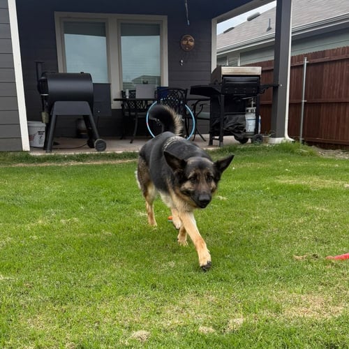 NYLA III (NEW DIGS) - German Shepherd Dog available for adoption