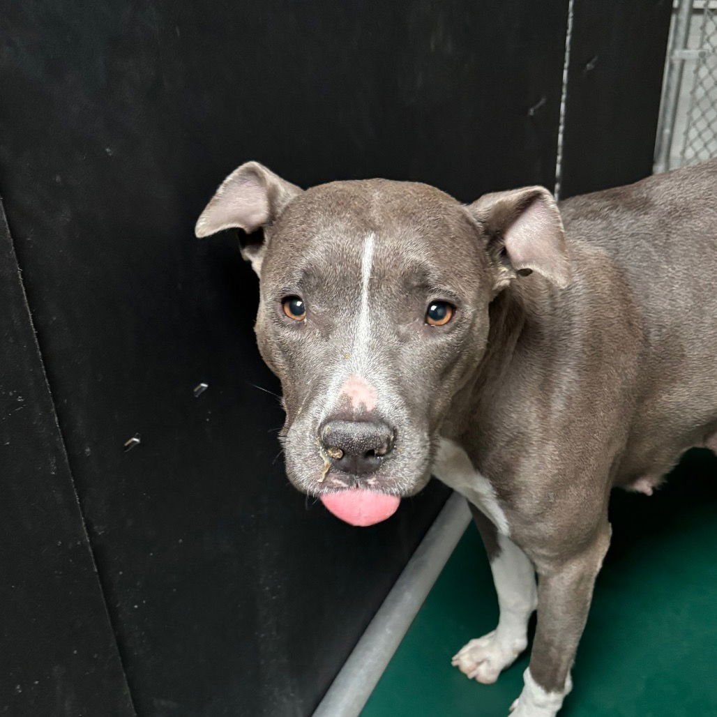 AVA - Terrier available for adoption