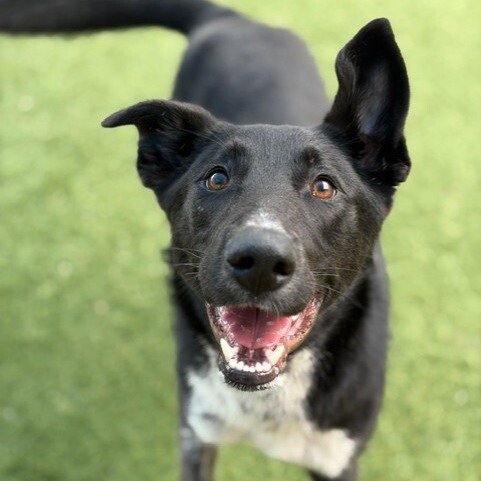 INDIGO - Shepherd available for adoption