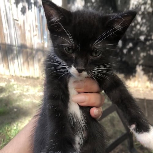 CATMAN ANDY - Domestic Short Hair available for adoption