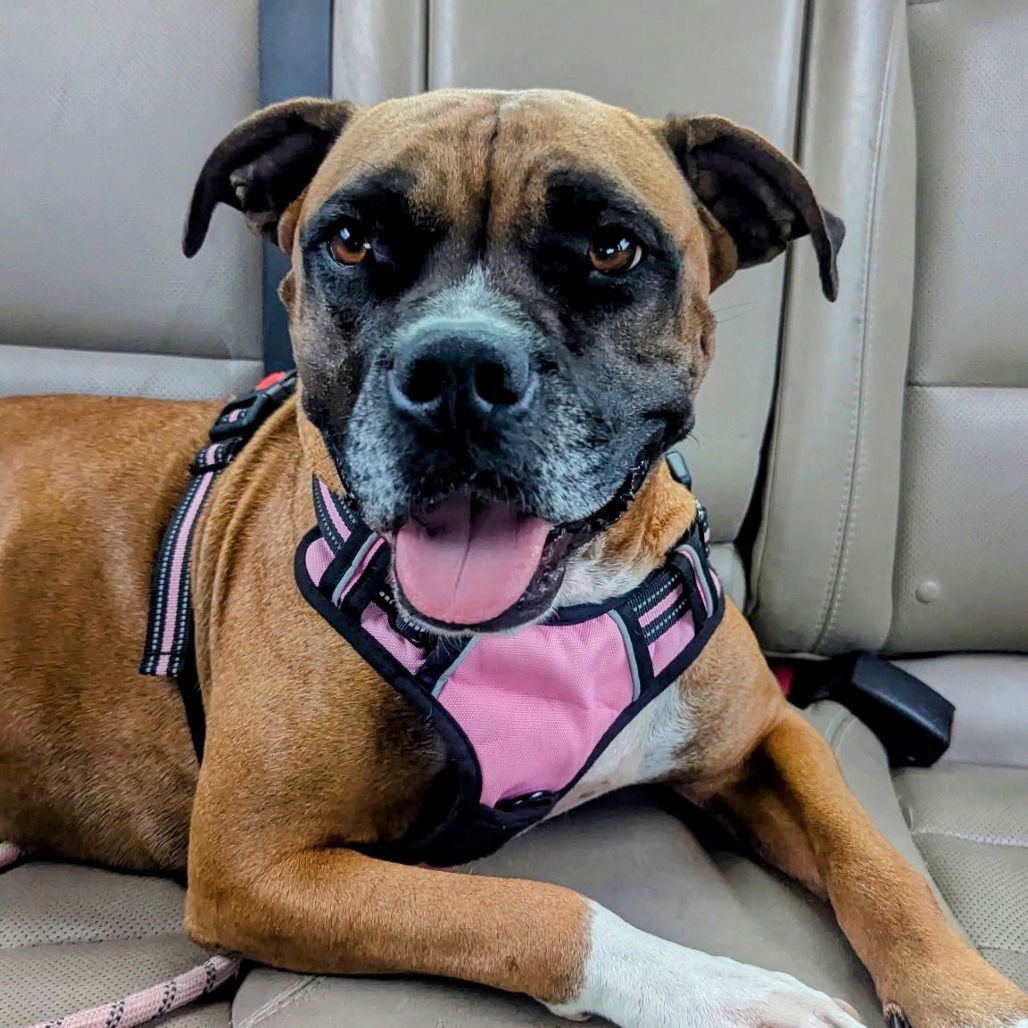 SHELBY GRACE (NEW DIGS) - Boxer available for adoption
