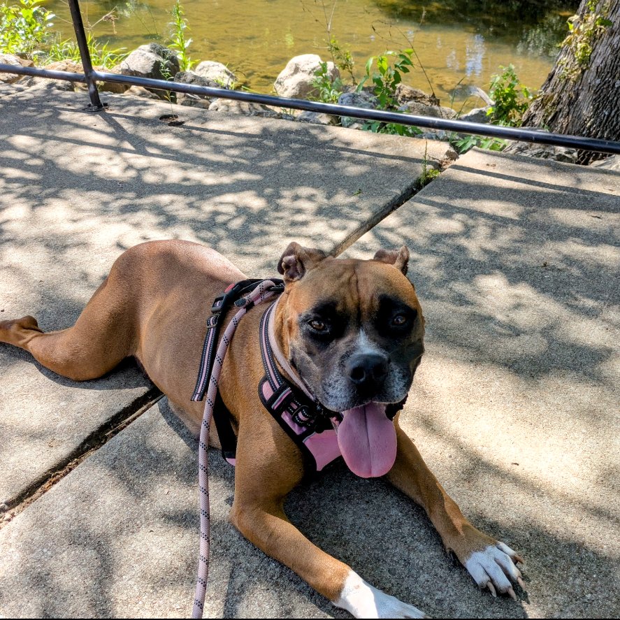 SHELBY GRACE (NEW DIGS) - Boxer available for adoption