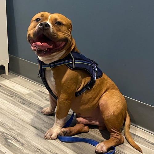 PHAROAH - American Bulldog available for adoption