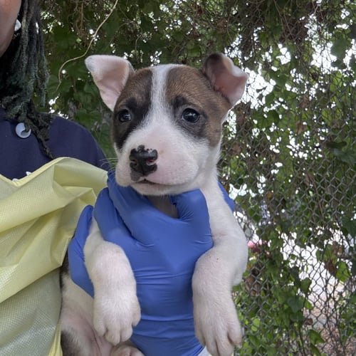 BELLAROSE - Terrier available for adoption