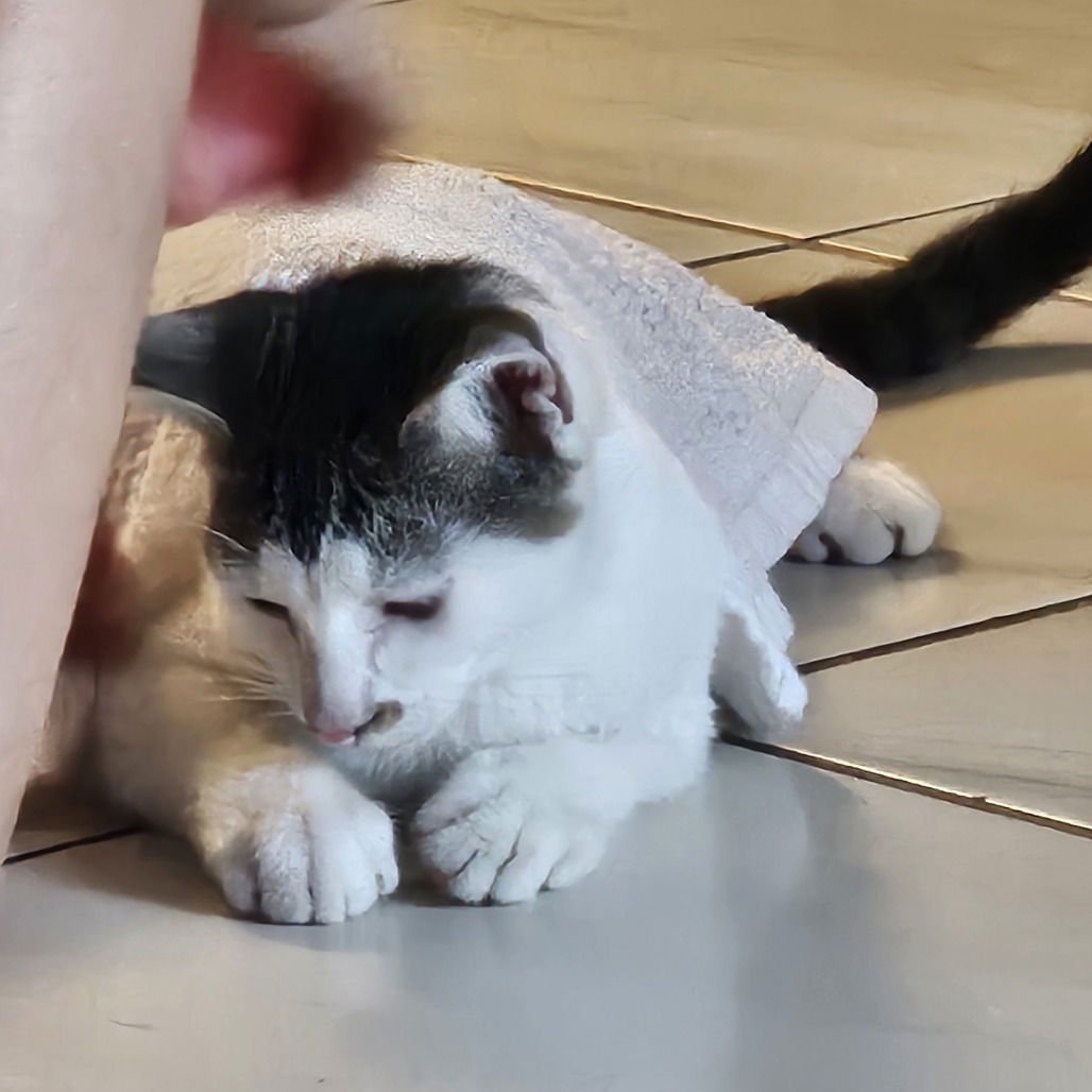 VAQUITA (NEW DIGS) - Domestic Short Hair available for adoption