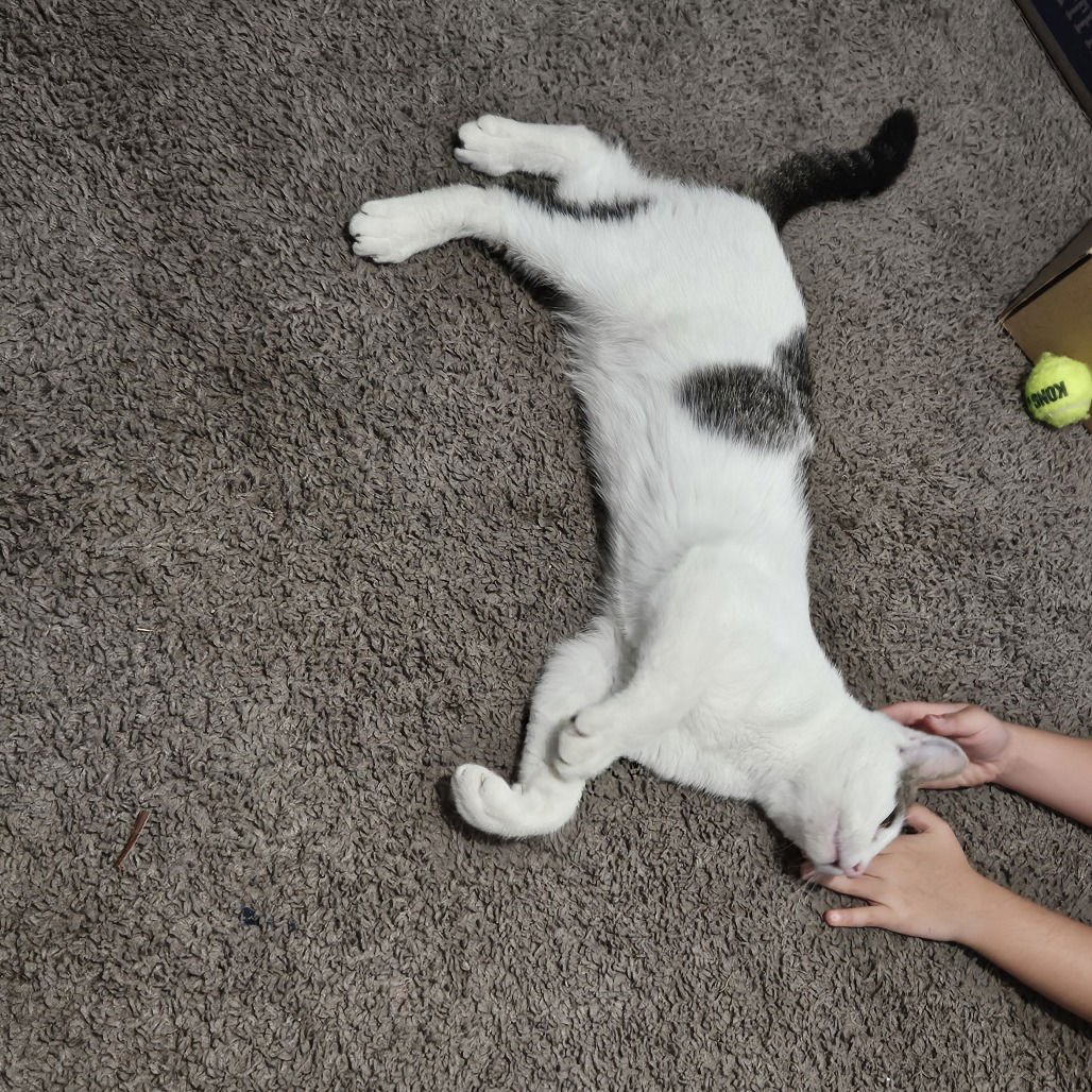 Vaquita (New Digs) - Photo 4