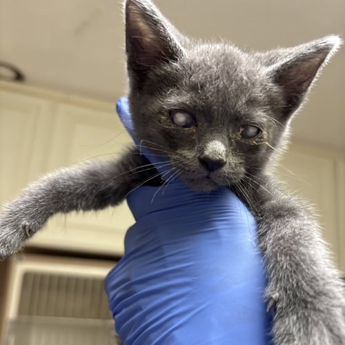 MICKEY - Domestic Short Hair available for adoption